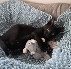 Spock adopcion de gatos Cádiz