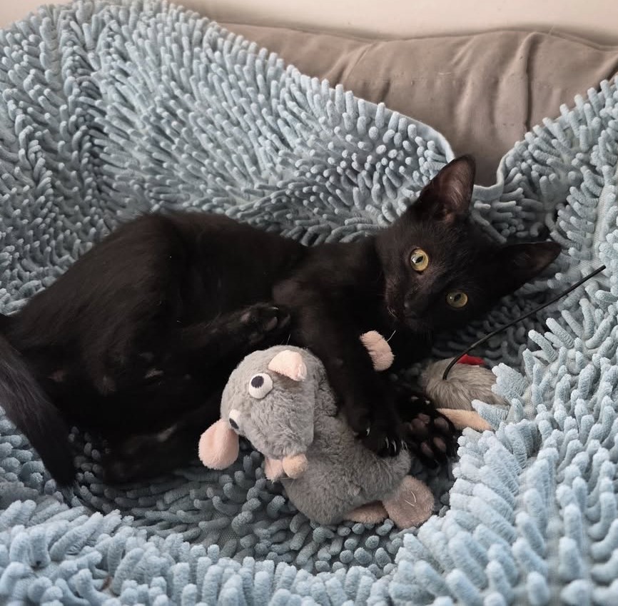 Spock adopcion de gatos Cádiz