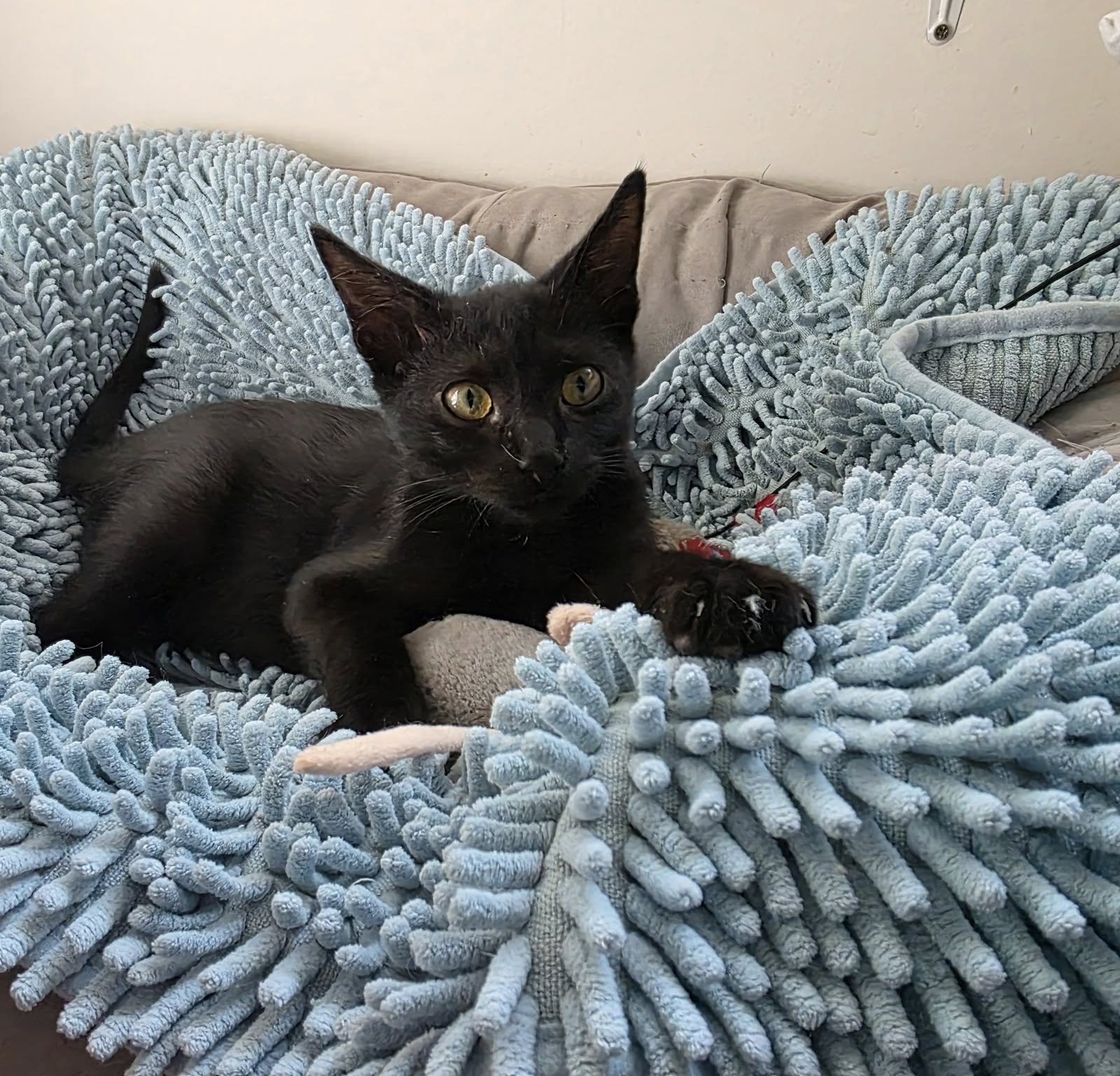 Spock gato en adopcion en Andalucía