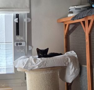 Spock gato en adopción responsable