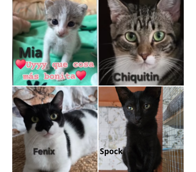 Donar a gatos en Cádiz