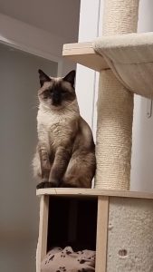 adopcion gatos siameses cadiz - Ángel