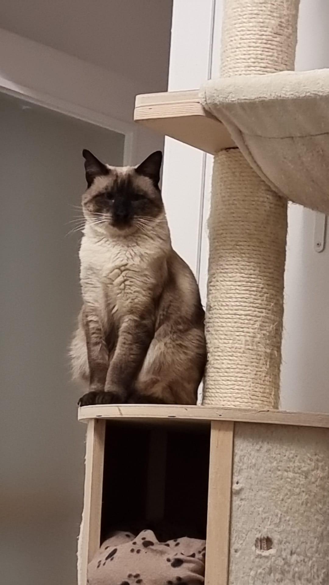 adopcion gatos siameses cadiz - Ángel