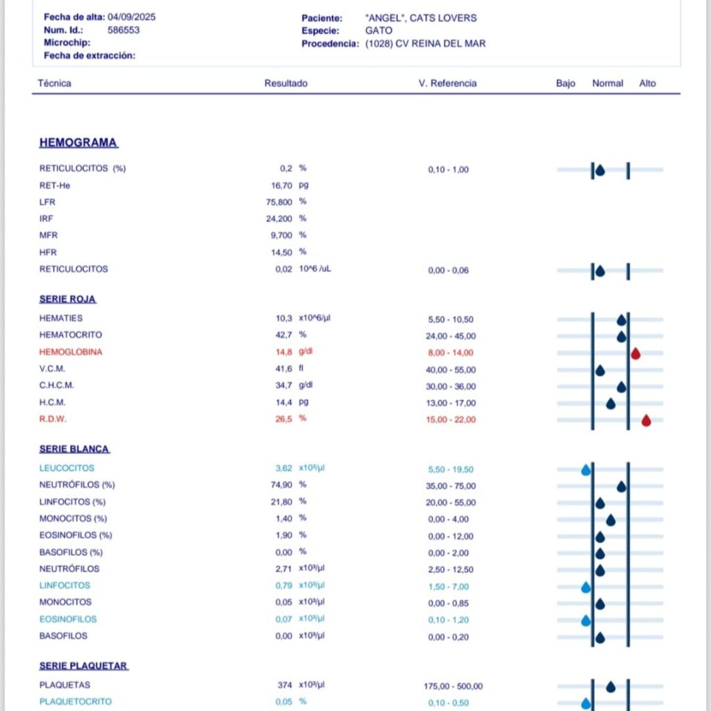 bioquímica sanguínea insuficiencia renal gato enfermo crónico