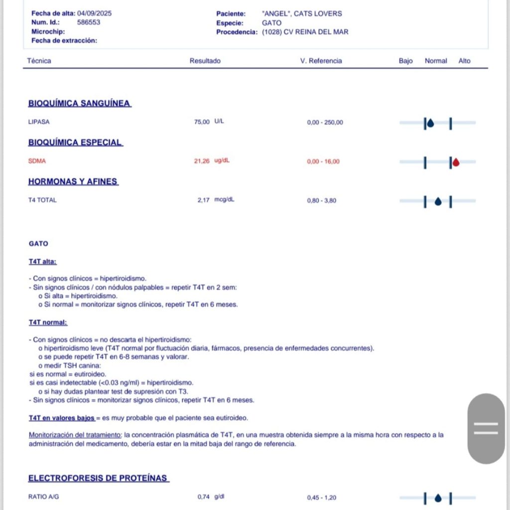 gato con valores renales altos gatos enfermos crónicos gato con valores renales altos gatos enfermos crónicos