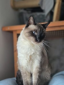 gato en adopción siamés en Cádiz