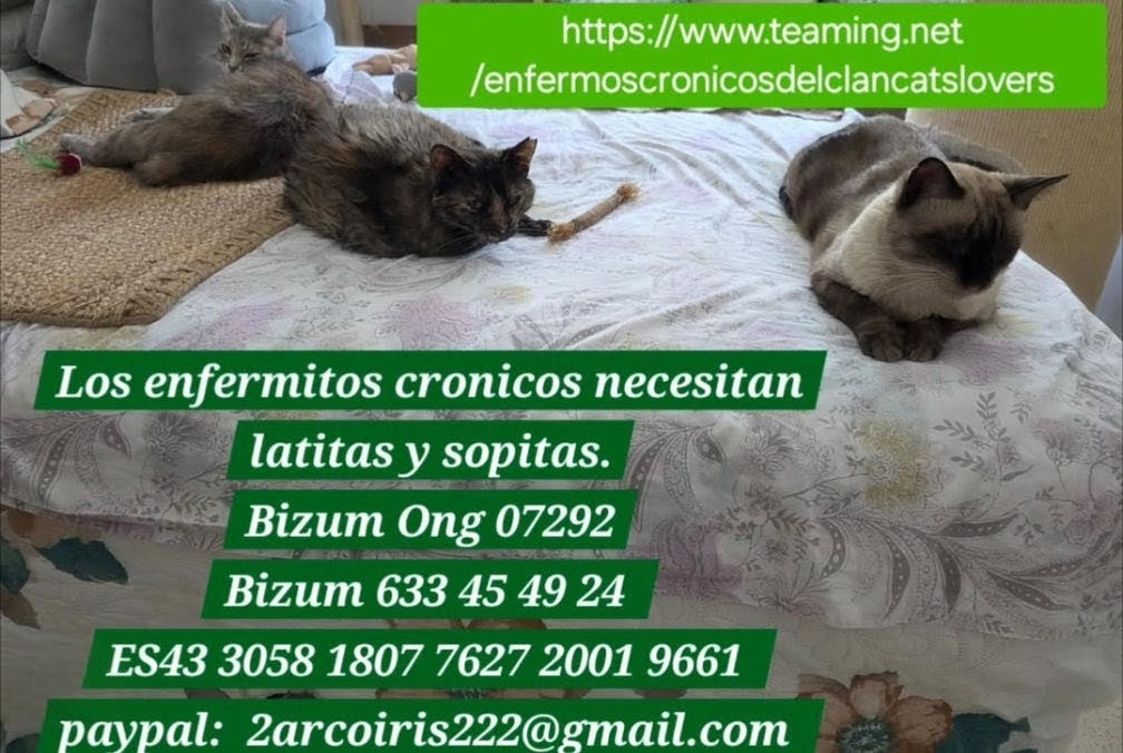 gatos enfermos crónicos necesitan ayuda