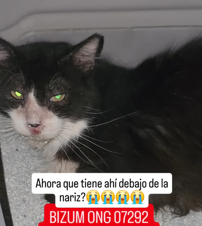 rescate animal en Cádiz Lucky