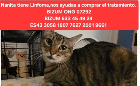 Linfoma gastrointestinal en gatos: Diagnostico