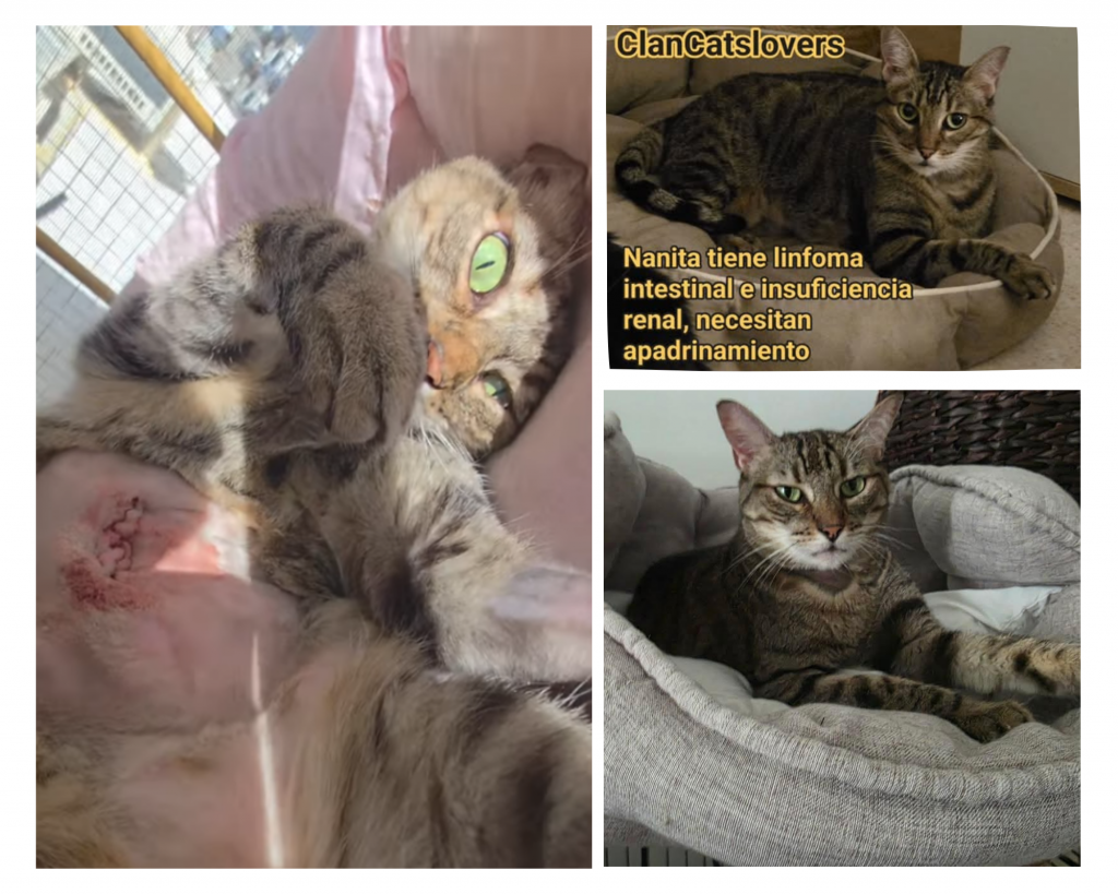 Gatos enfermos crónicos: Nana, linfoma intestinal