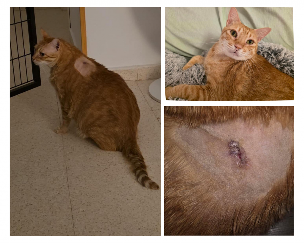 fibrosarcoma felino - Romeo