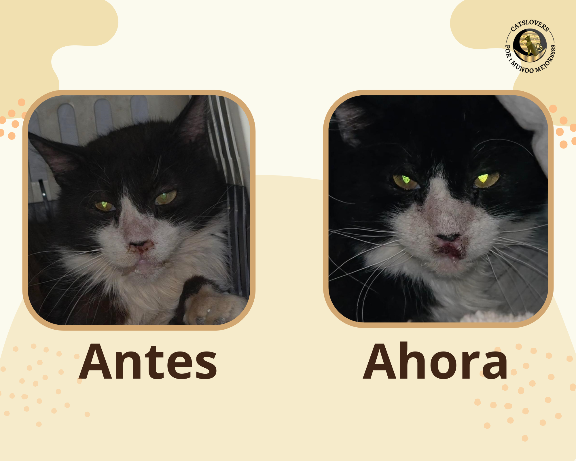 carcinoma de células escamosas - Lucky