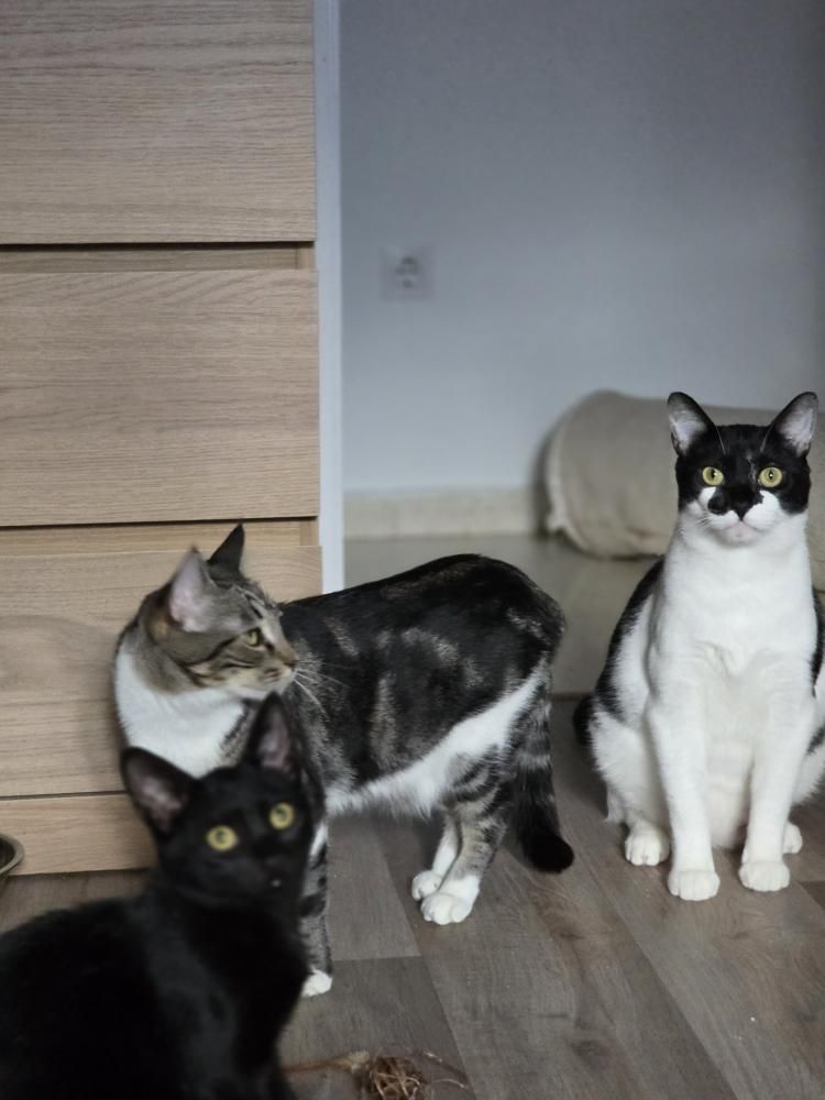Fénix, Chiquitín y Spock gatos en adopción en Cádiz
