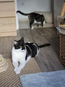 Fénix gato en adopción Sanlúcar de Barrameda