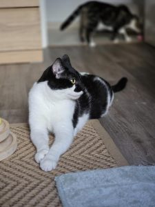 Fénix gato en adopción responsable