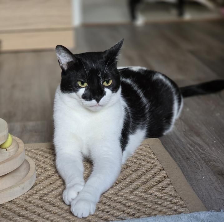 Fénix gato en adopción responsable Cádiz