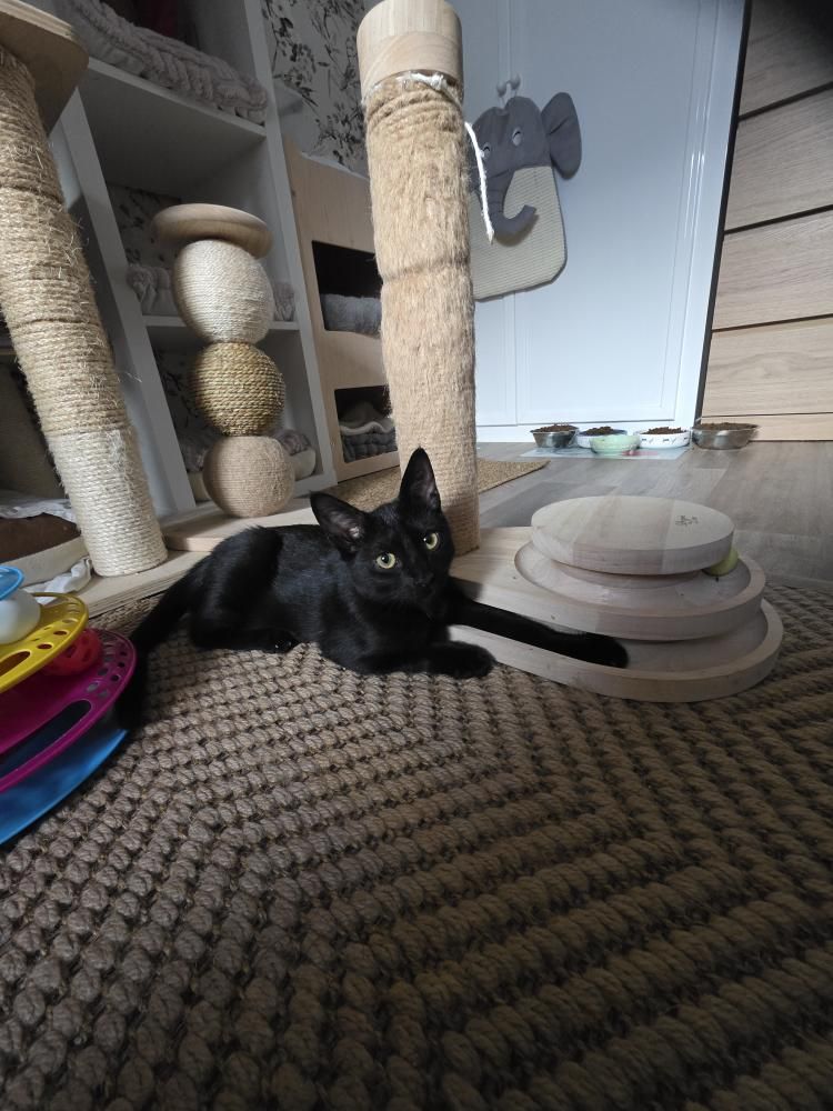 Spock gato en adopción Sanlúcar de Barrameda