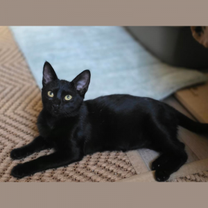 Spock gato en adopción en Cádiz