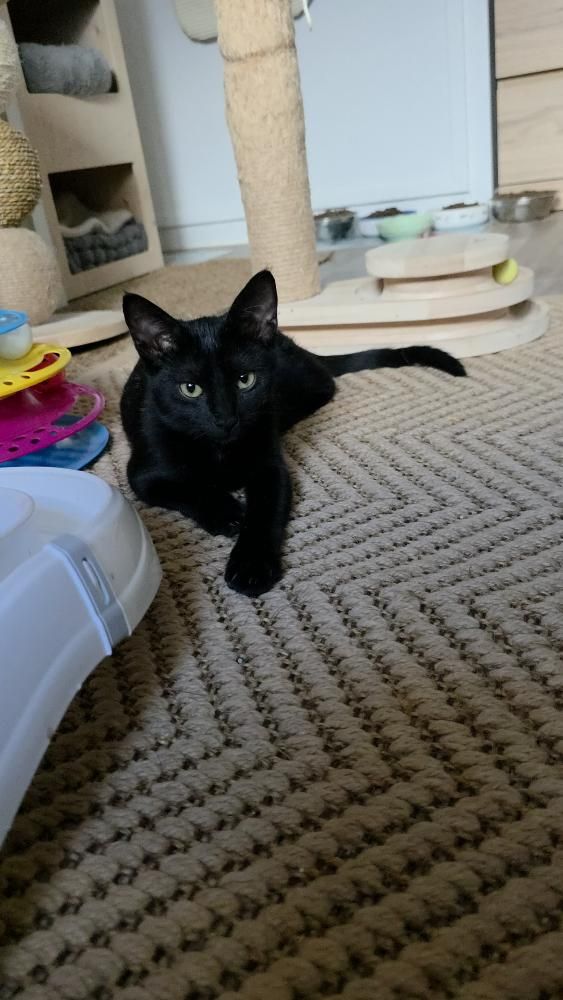 Spock gato en adopción responsable