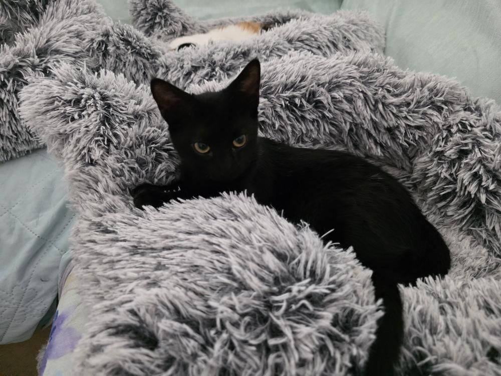 Spock gato negro en adopción responsable