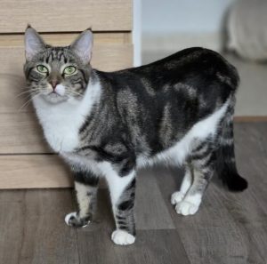 Chiquitín gato en adopción en Cádiz