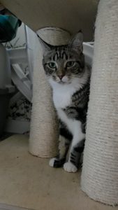 chiquitin gato en adopción responsable Cádiz