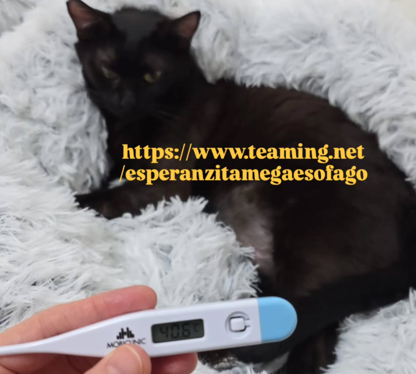 Megaesófago en gatos: Esperancita enferma crónica tuvo fiebre