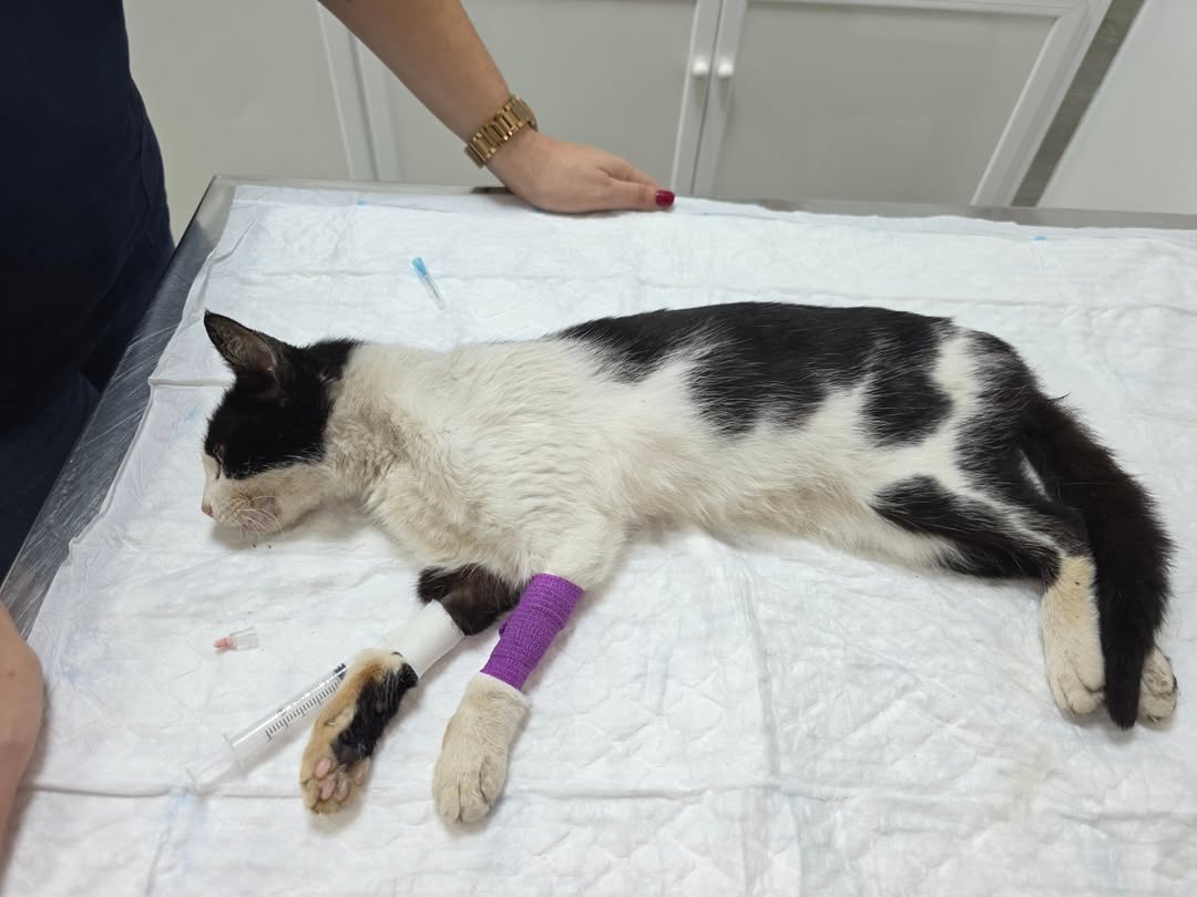 gatita recogida en la calle que necesita ayuda veterinaria urgente