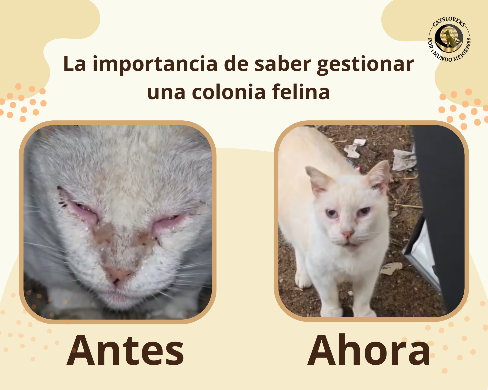 Gestionar una colonia felina, uno de tantos casos