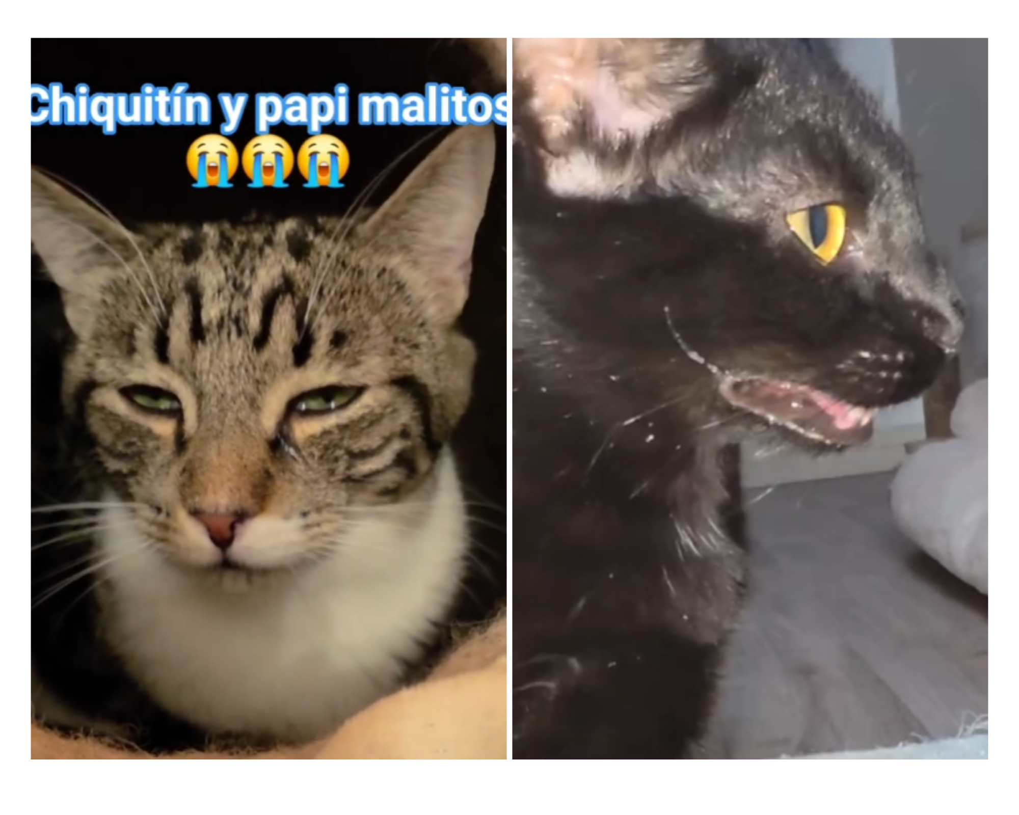 gatos enfermos en Cádiz con fiebre