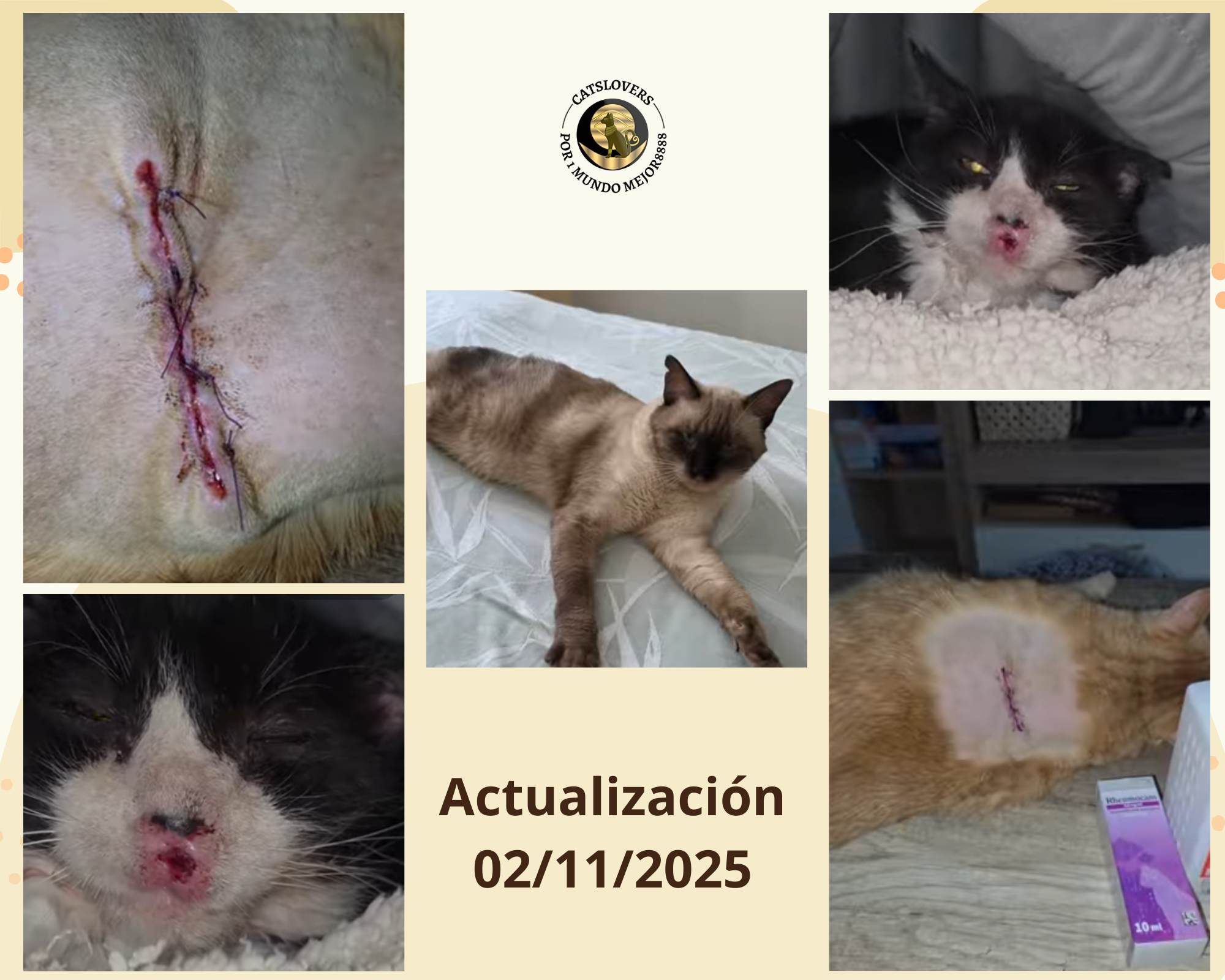 Cómo ayudar a los gatos enfermos de Cats Lovers Rescue: actualización sobre Romeo, Ángel y Lucky
