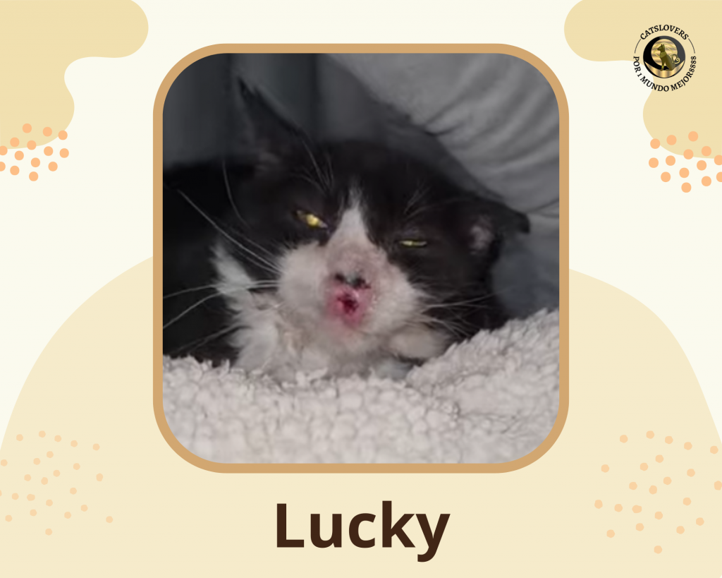 Beige & Brown Minimalist Photo Collage (5)