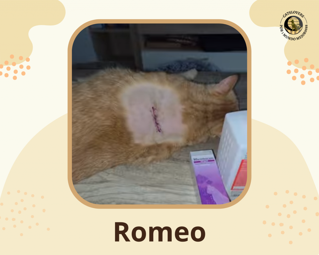 Extirpación tumor fibrosarcoma felino Extirpación tumor fibrosarcoma felino