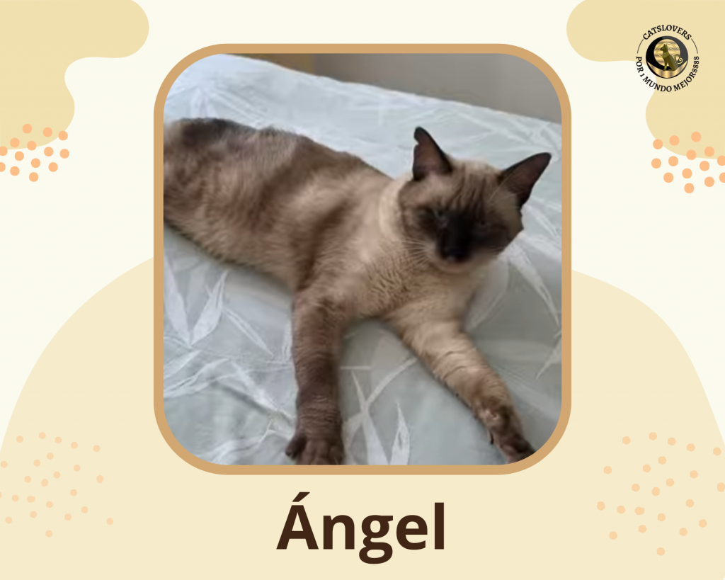 Ángel es positivo en IBD o linfoma intestinal Ángel es positivo en IBD o linfoma intestinal