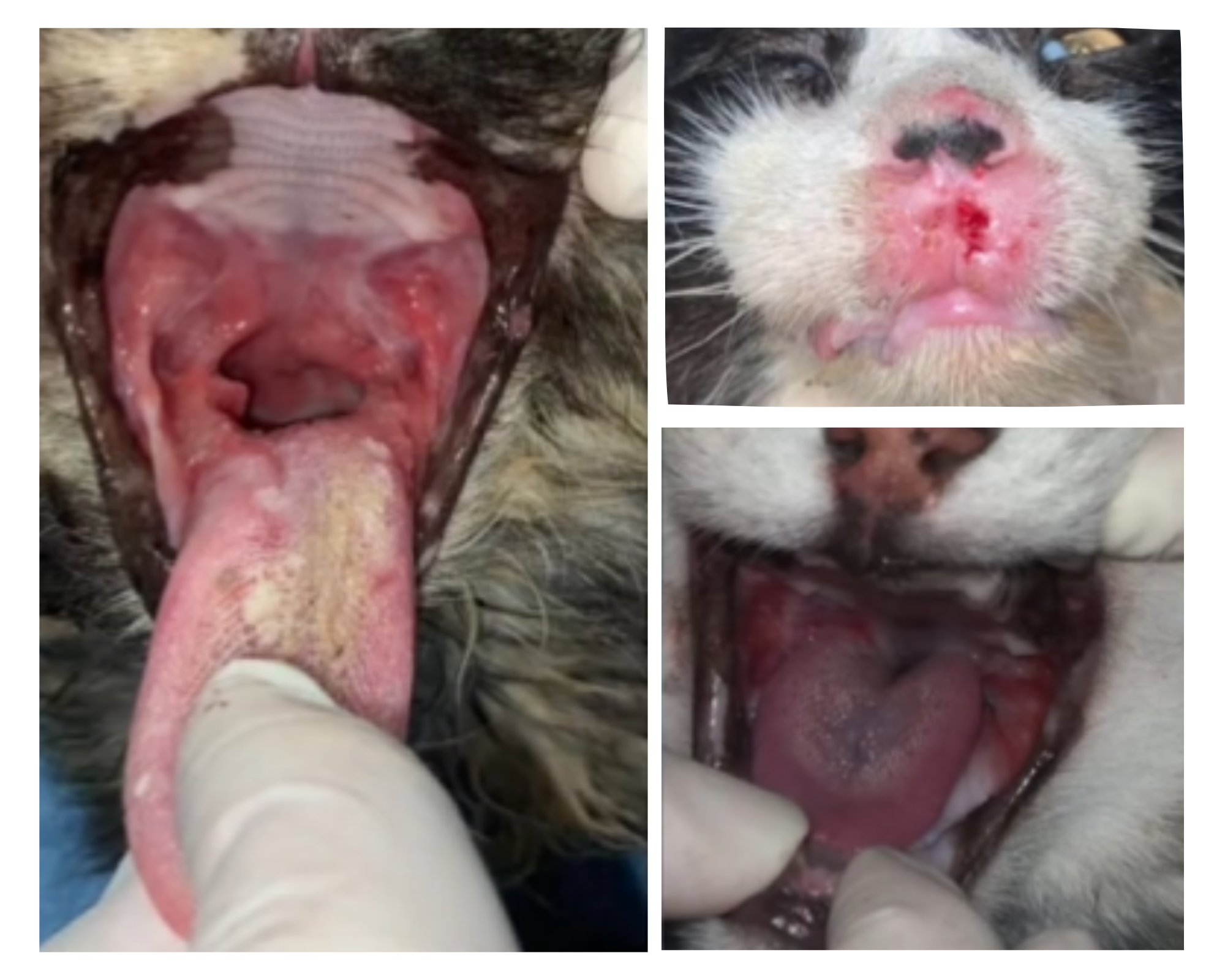 Adopción de gatos en Cádiz y apadrinamiento de gatos enfermos