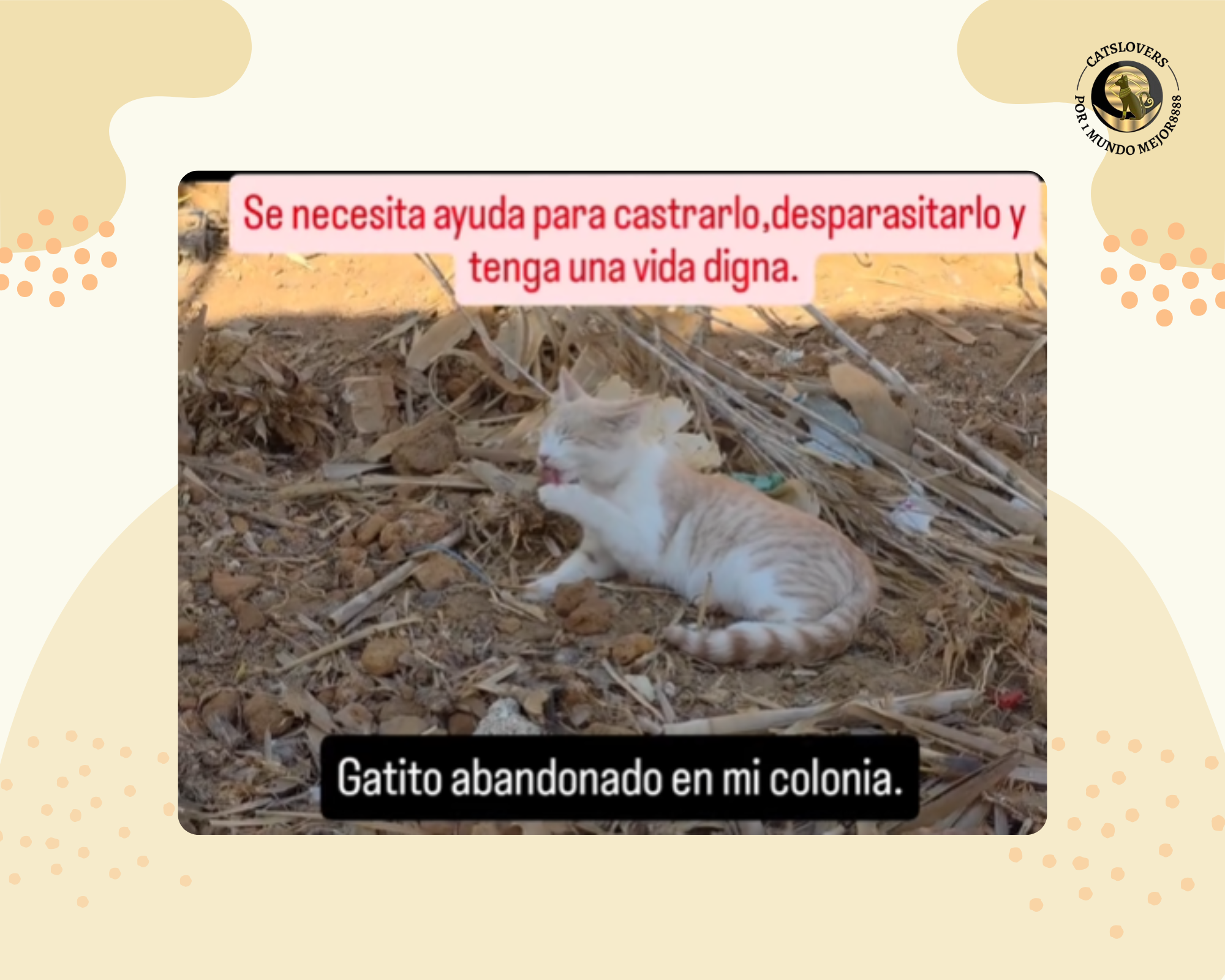Gatito rescatado de colonia de gatos abandonados en Cádiz, necesita castración y desparasitación