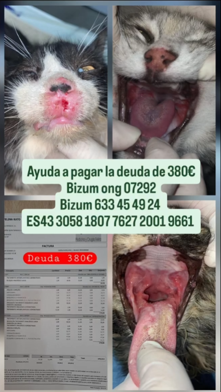 apadrinamiento de gatos enfermos: Lucky, Ohana y Victoria