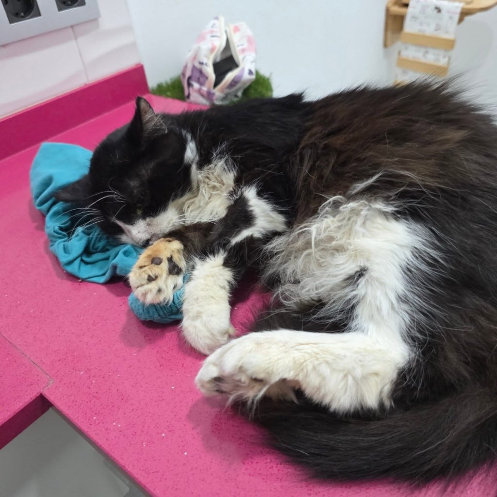 Lucky necesita 200 euros para el oftalmólogo: ayuda veterinaria urgente