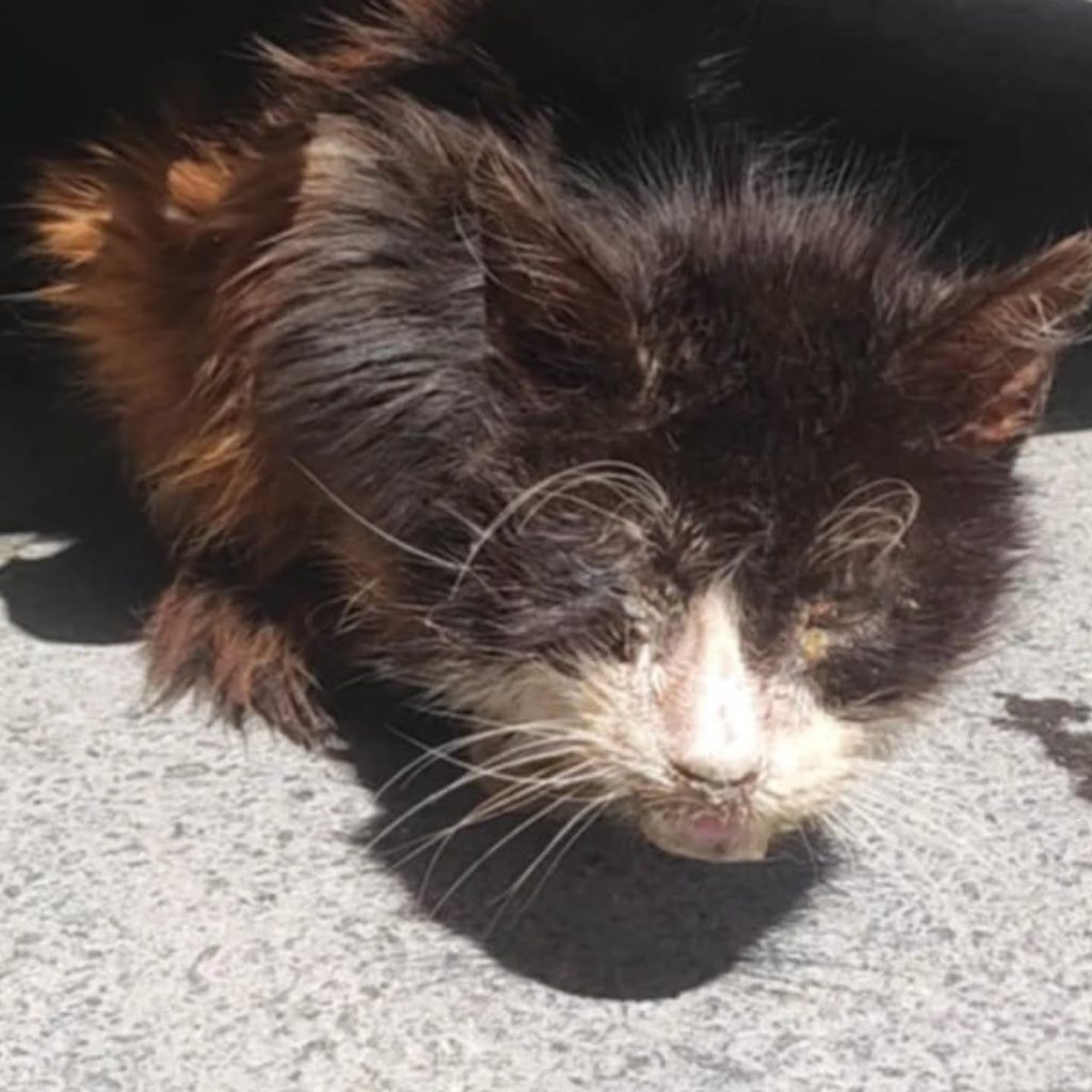 los gatos NO están bien en la calle