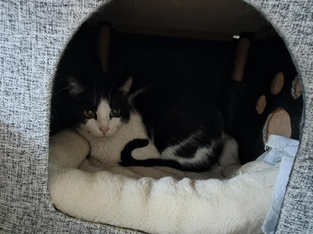 Libertad, gata con enfermedades crónicas