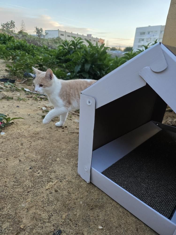 Orión gato en adopción en Sanlúcar de Barrameda