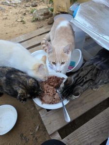 Orión gato en adopción en Cádiz