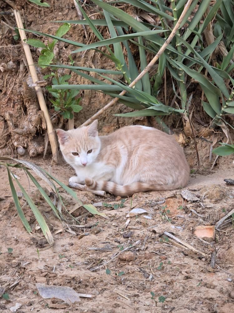 Orión cachorro de gato en adopción