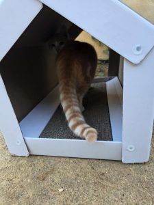 Orión gato en adopción responsable Cádiz