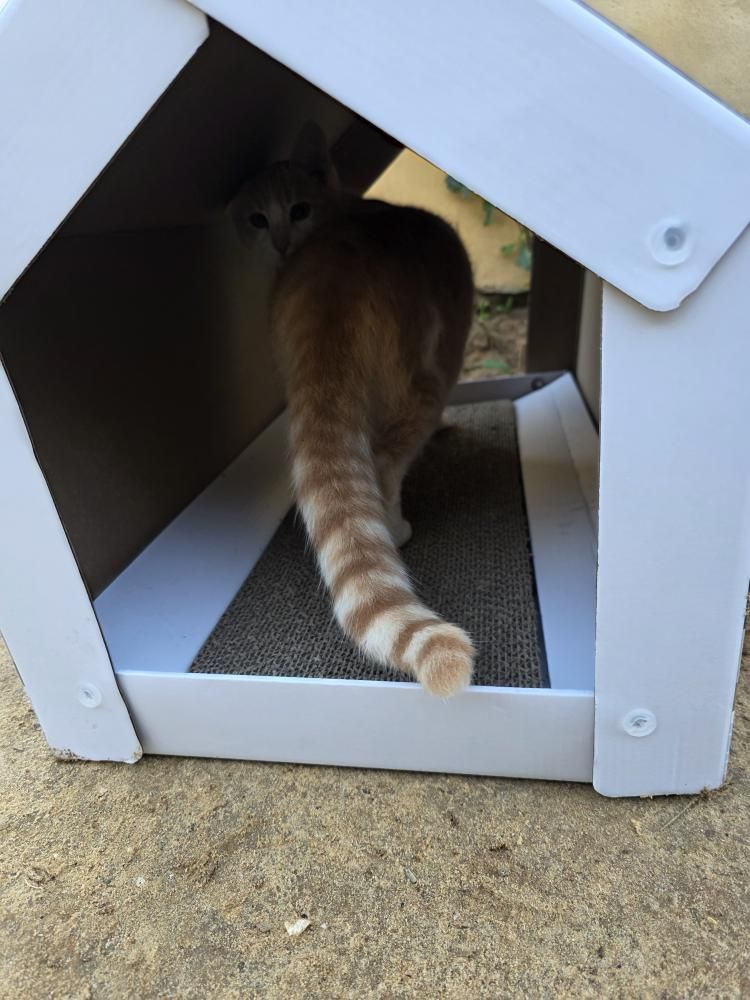 Orión gato en adopción responsable Cádiz