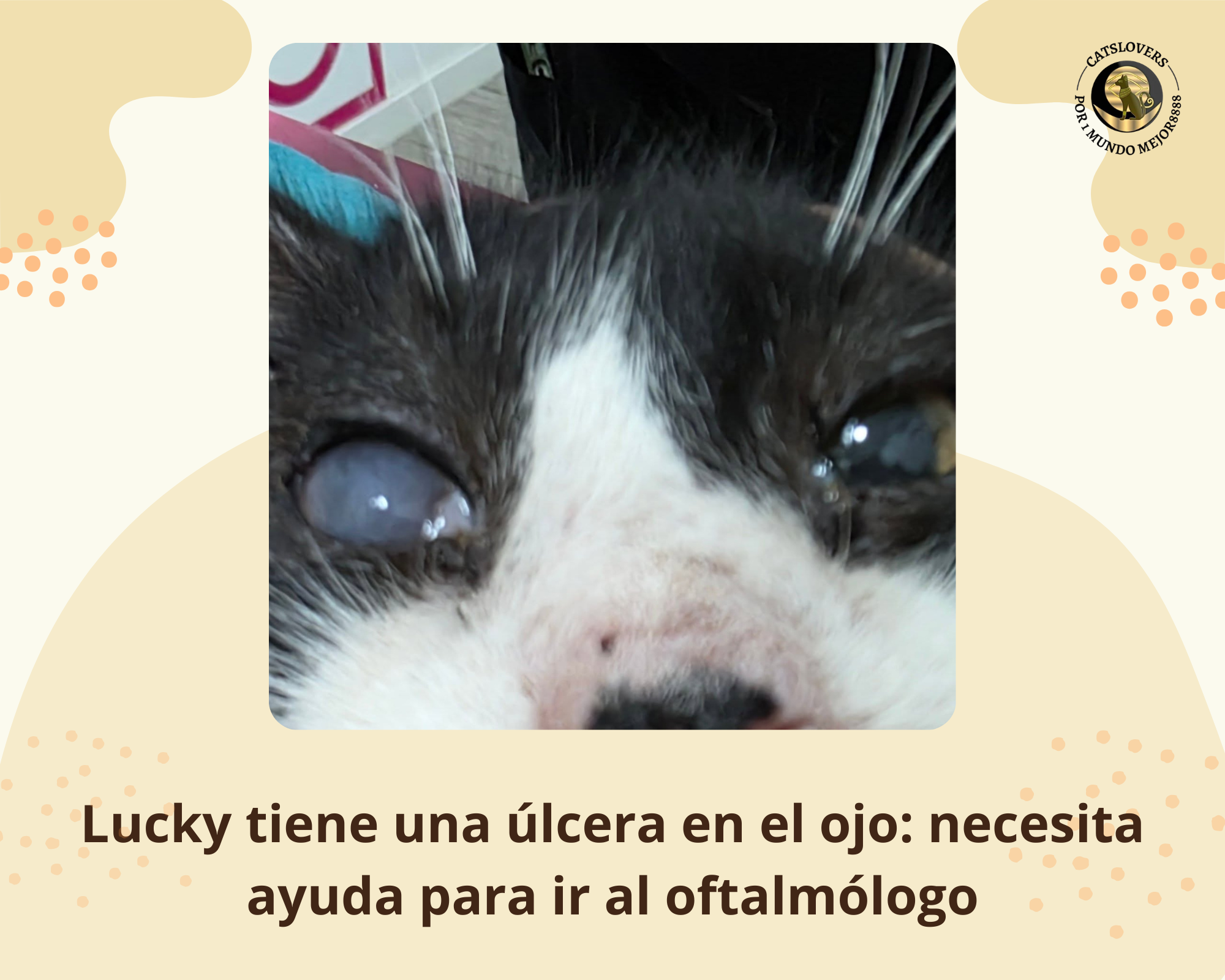 Lucky necesita 200 euros para el oftalmólogo