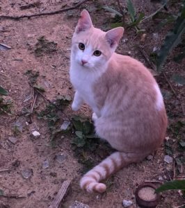 Orión gato cachorro en adopción en Cádiz, Andalucía