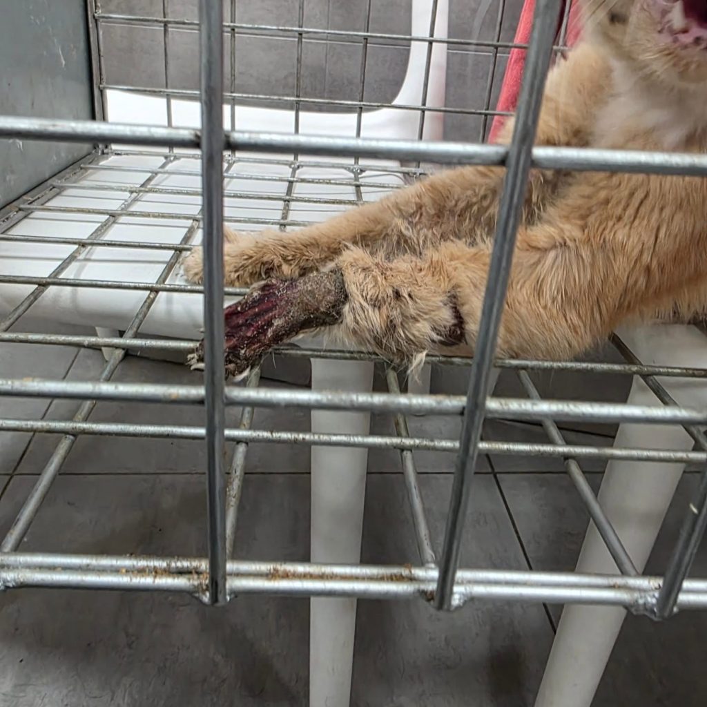 historia de un gato callejero