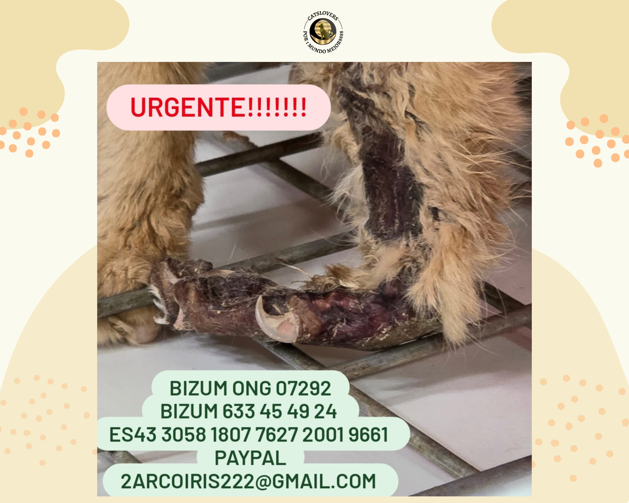 gato de la calle herido grave