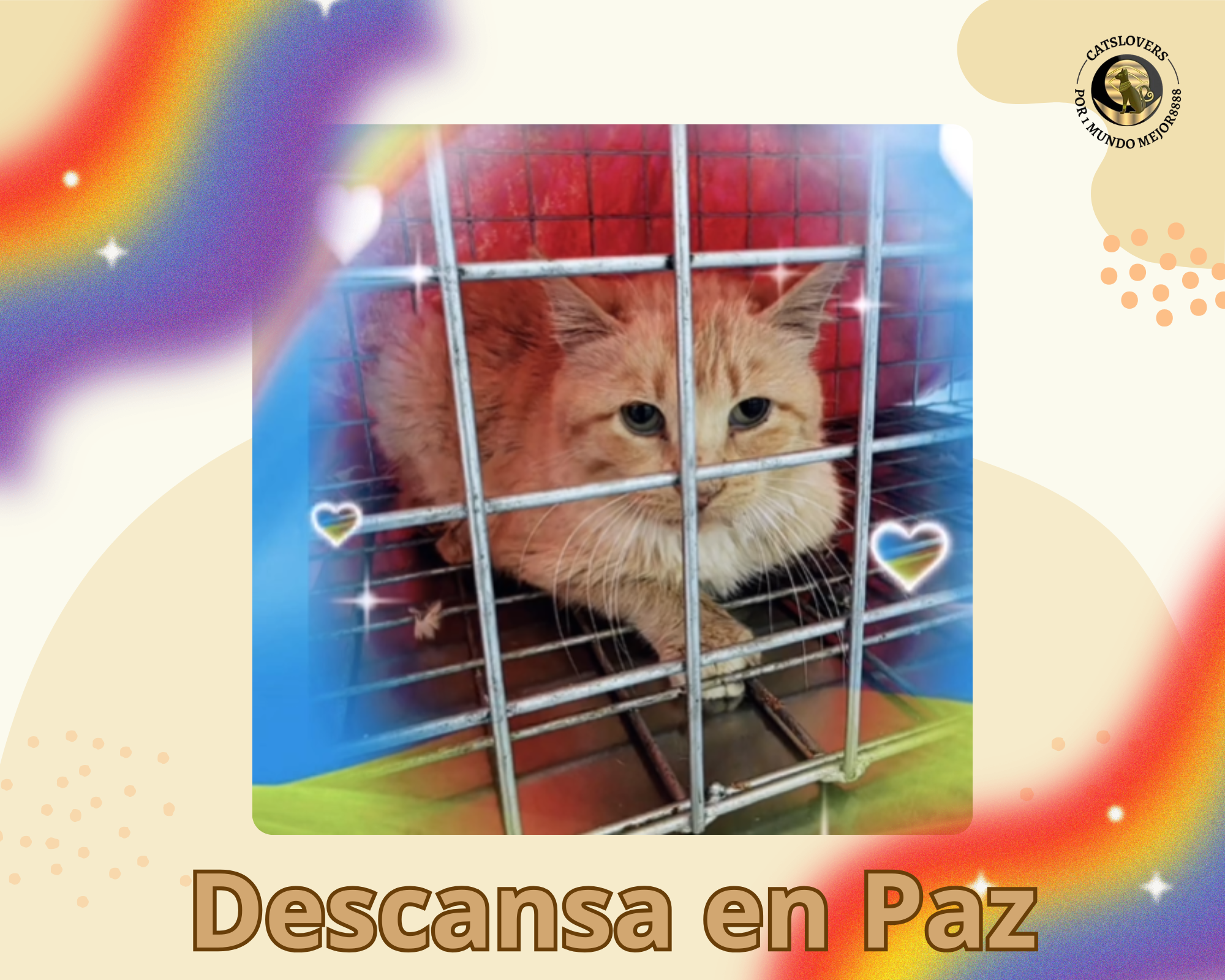 La muerte de un gato de la calle